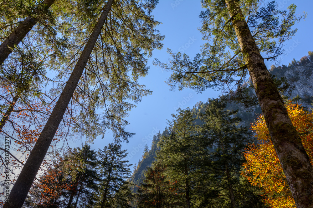 Obraz premium Herbstfärbung im Bergwald