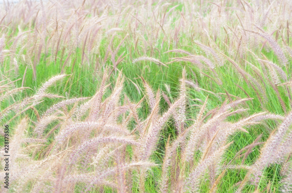 Grass Grass