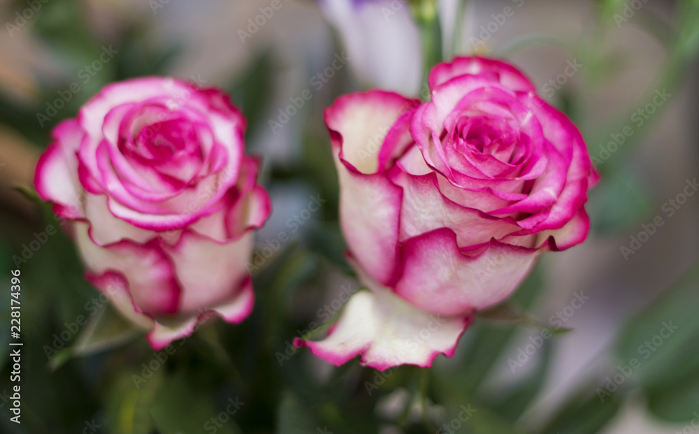 Pink and white blooming roses gifrt with love Pink and white blooming roses gifrt with love