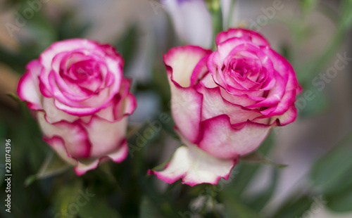 Pink and white blooming roses gifrt with love