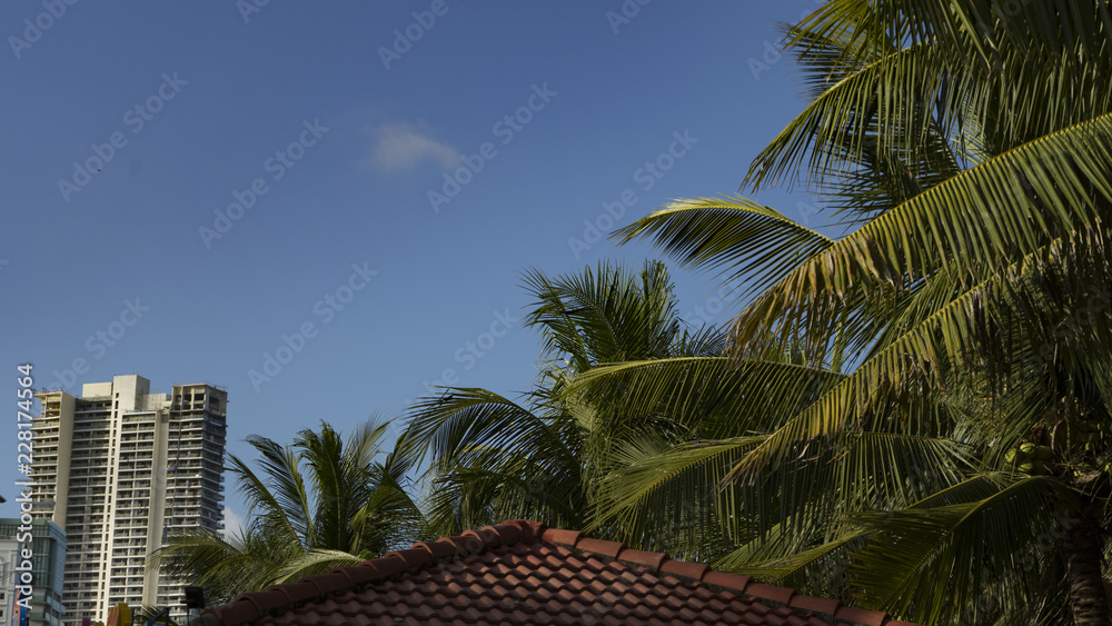 Urban Vietnam palms  