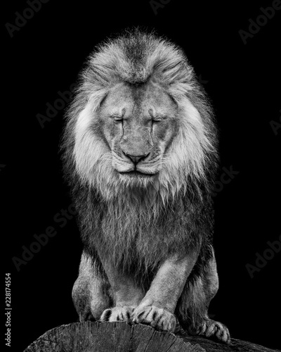 African Lion VI