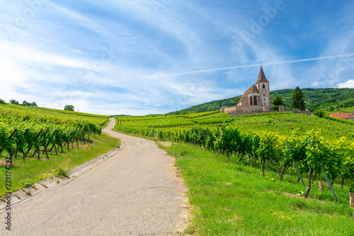 Obraz na płótnie road between vineyards and old church in Hunawihr village in Alsace, France w salonie