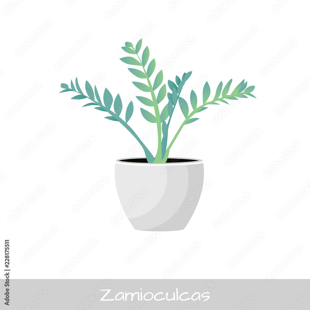 Fototapeta premium Vector Illustration. Plant in pot. Zamioculcas flower. Flat style