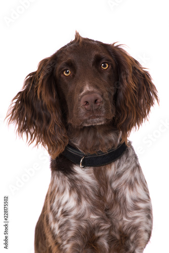 Fototapeta Naklejka Na Ścianę i Meble -  Small munsterlander dog with collar