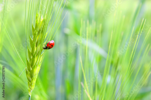 Glücksbringender Marienkäfer im grünen Kornfeld als roter Farbtupfer