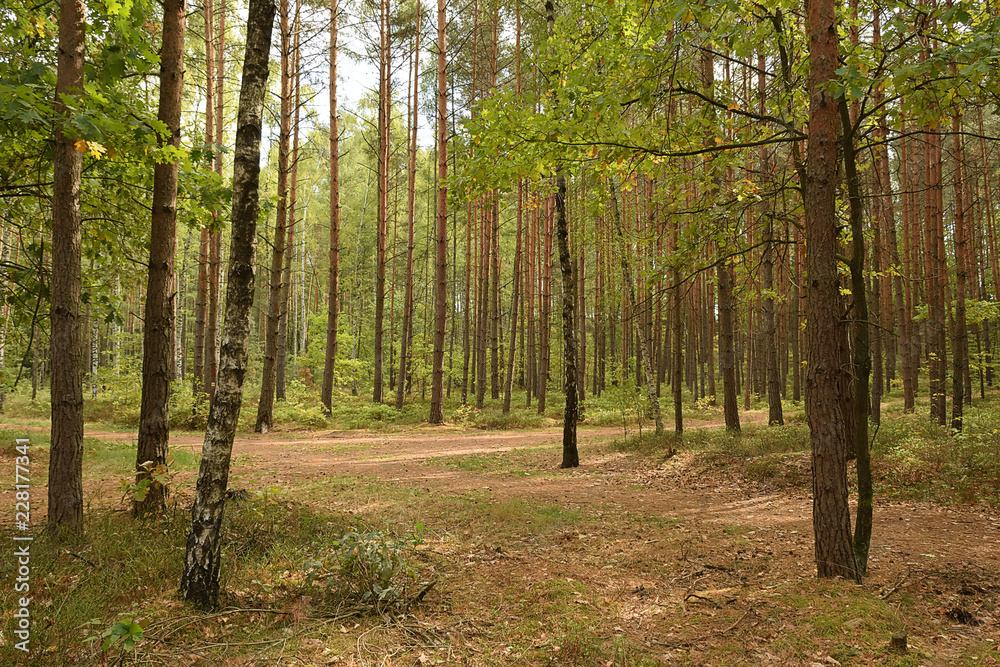 Forest junction between trees in czech Machuv kraj region on 28th September 2018 Forest junction between trees in czech Machuv kraj region on 28th September 2018