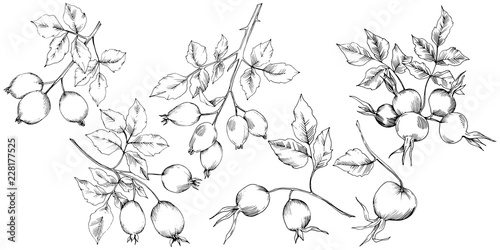 Vector autumn rose hip plant. Plant botanical garden floral foliage. Isolated illustration element. Vector leaf for background, texture, wrapper pattern, frame or border.