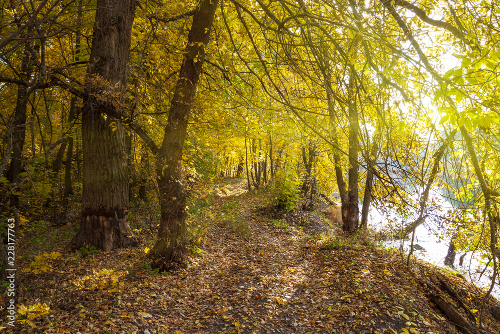 Fototapeta premium Country autumn landscape, leaf fall