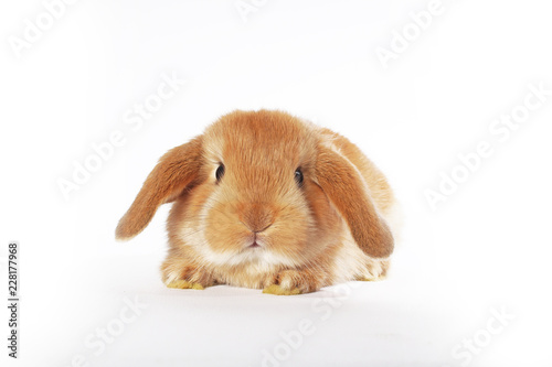 Rabbit bunny orange lop young rabbit kit on isolated white background.