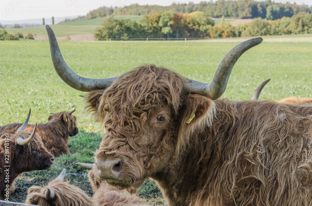 Flock of Scottish highland cattle on grassy meadow in Switzerland
