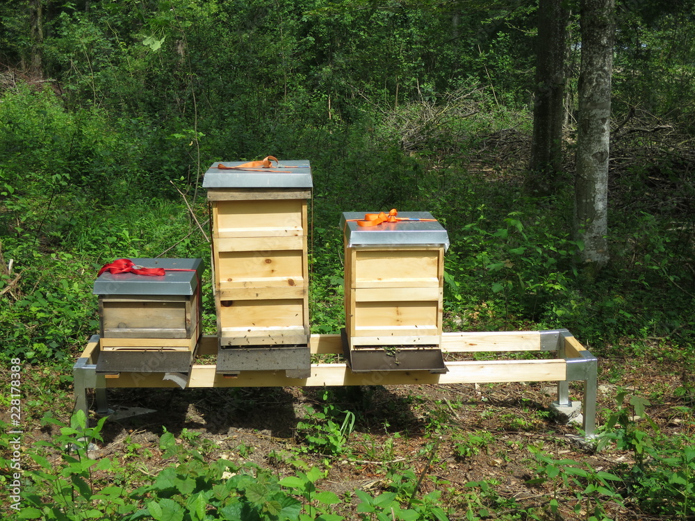 Beehives in the forest Beehives in the forest