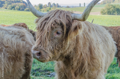 Flock of Scottish highland cattle on grassy meadow in Switzerland