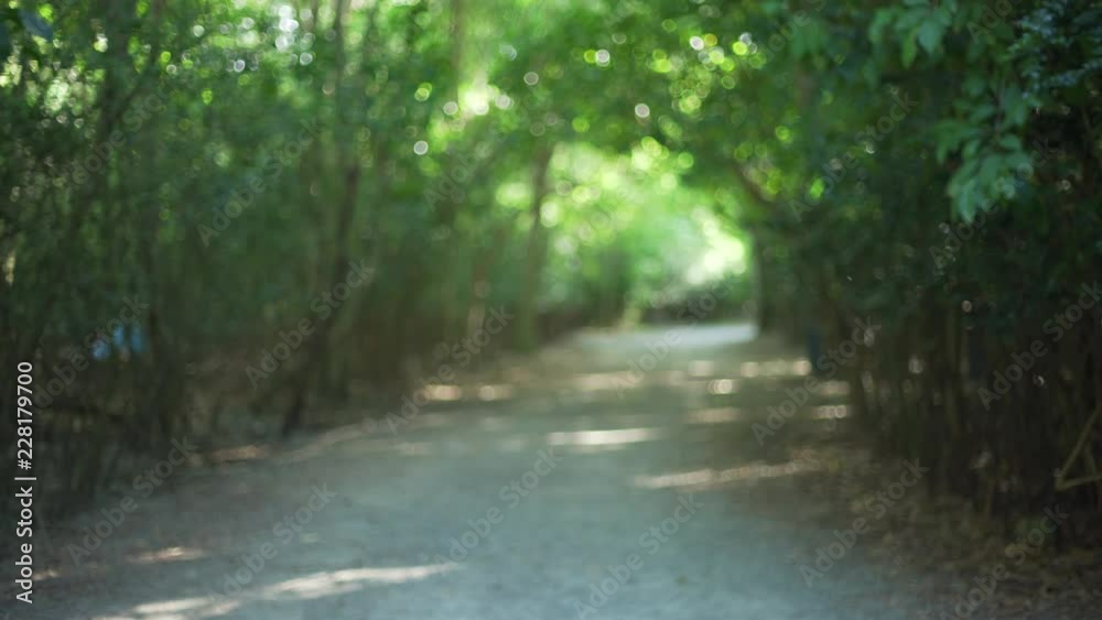 Background Plate of Shaded pathway through the forest of greenery Background Plate of Shaded pathway through the forest of greenery
