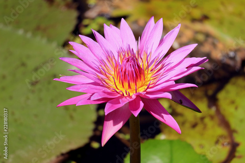 Close up of a Vivid Pink Lotus Flower Blooming in the Sunlight with Blurred Green Leaves in Background