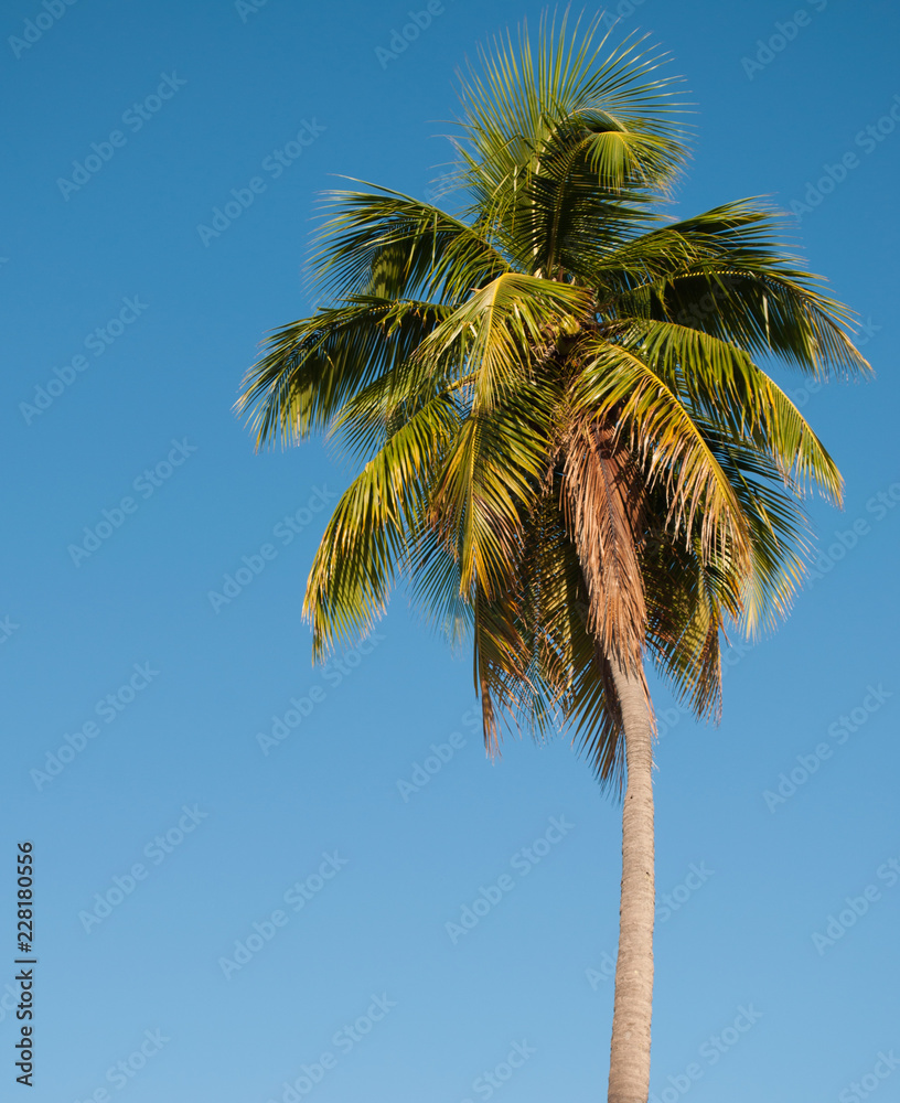 Palm Tree on blue sky background Palm Tree on blue sky background