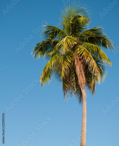 Palm Tree on blue sky background © cupeles