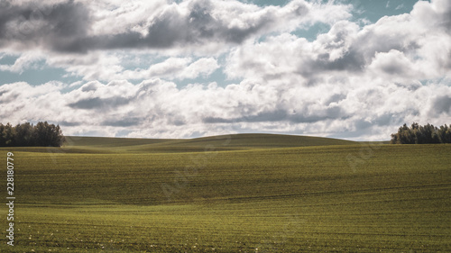 Green field with slightly cloudy sky