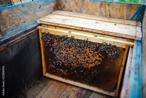 Beekeeper holding frame of honeycomb with bees