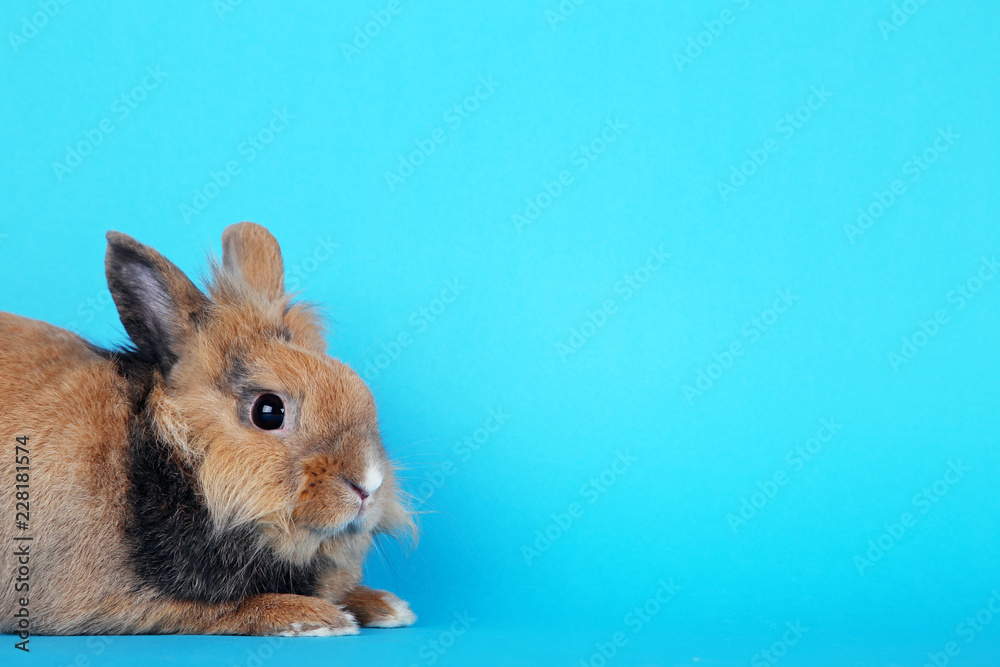 Brown beautiful rabbit on blue background