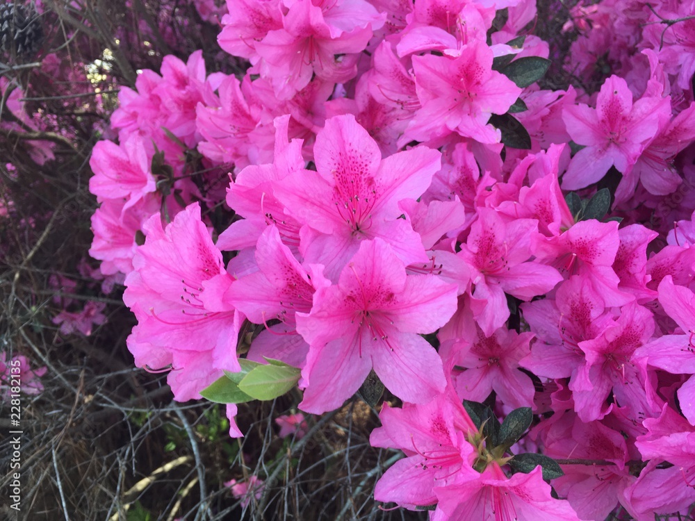 Flower's Flow Flower's Flow