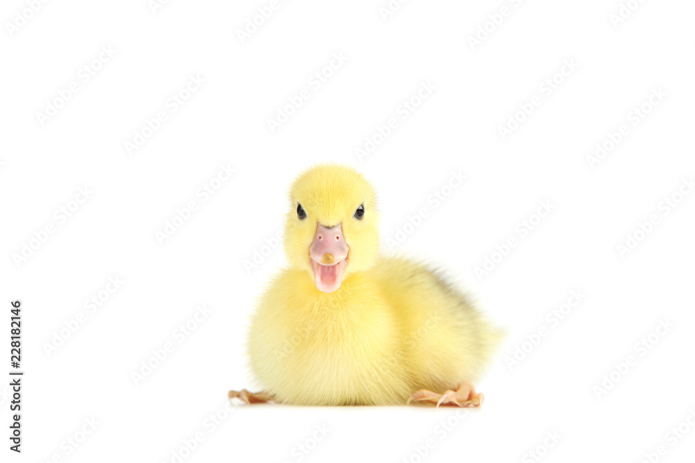 Little yellow duckling on white background