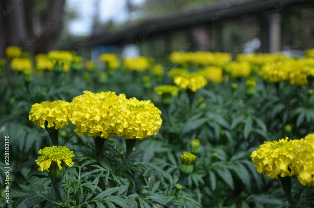 Yellow Flowers in Garden