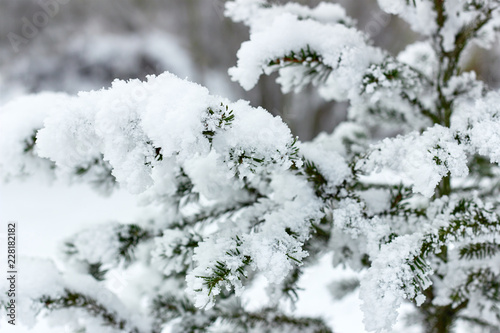Fir covered with snow after the snowfall outdoors in the forest on white snowy background, copy space. Christmas and new year festive concept. Beautiful winter season background. Soft selective focus. © teatian