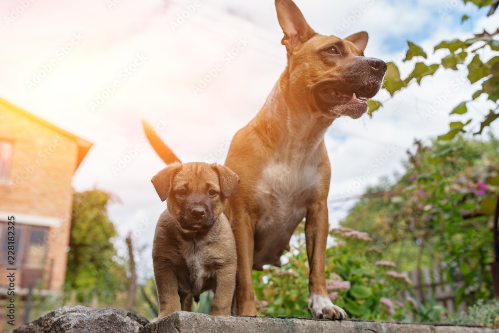 Strong and beautiful American staffordshire terrier and a puppy