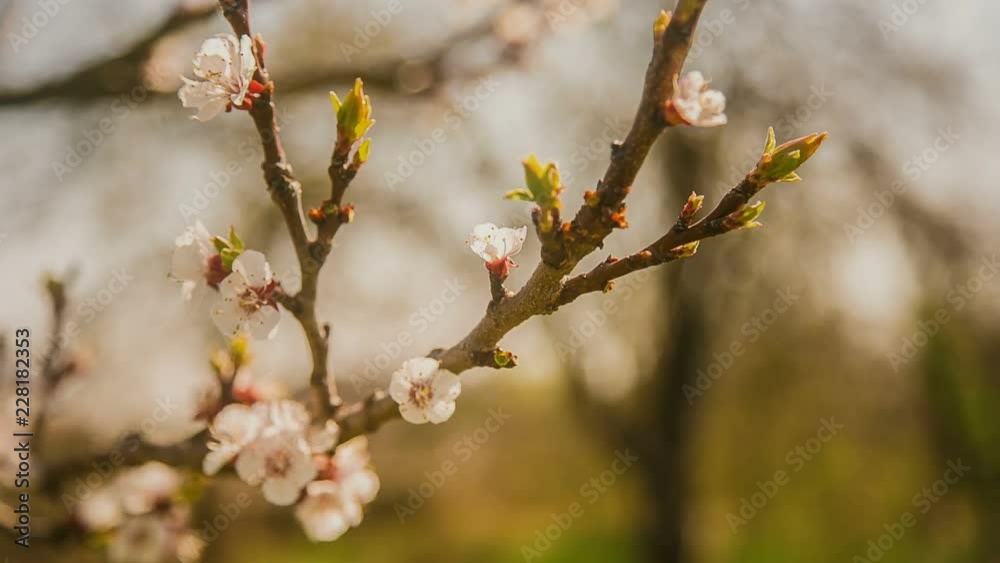Spring flowers. Beautifully blossoming tree branch.
Magic Lantern Raw Video Spring flowers. Beautifully blossoming tree branch.
Magic Lantern Raw Video