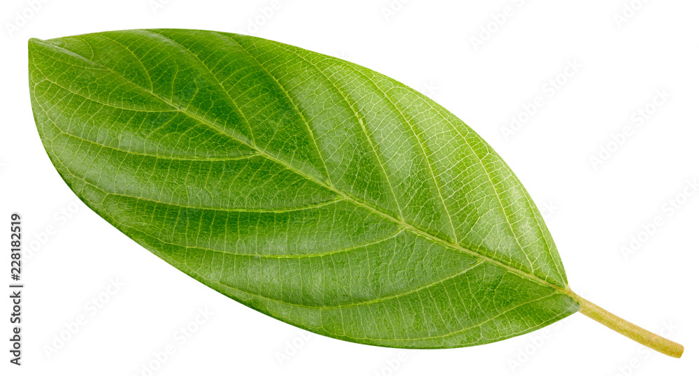 Obraz premium green leaf isolated