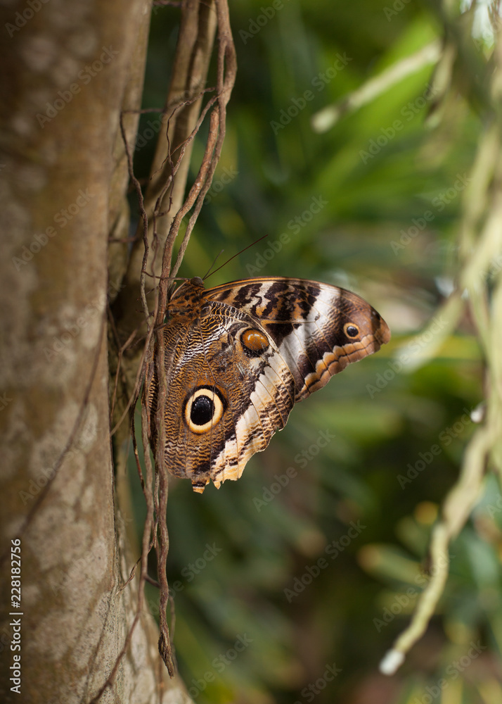 A blue Morpho butterfly is perched on a tree trunk with it's wings closed. A blue Morpho butterfly is perched on a tree trunk with it's wings closed.