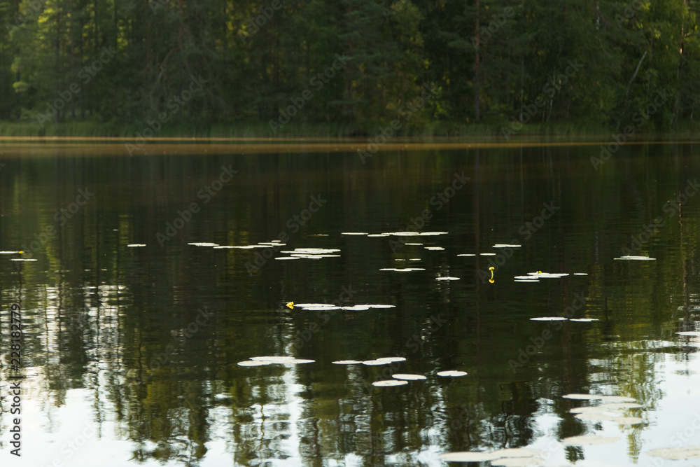 Obraz premium Single yellow water-lily