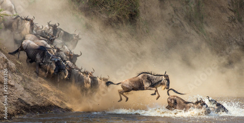 Tableau sur toile Wildebeests are crossing  Mara river