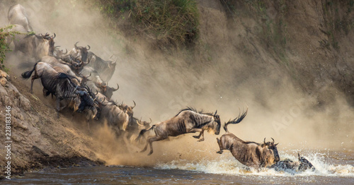 Wildebeests are crossing Mara river