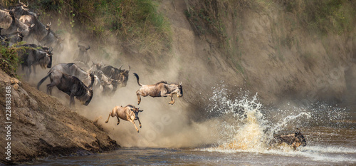 Wildebeests are crossing  Mara river. Great Migration. Kenya. Tanzania. Maasai Mara National Park.