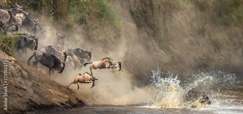 Wildebeests are crossing  Mara river. Great Migration. Kenya. Tanzania. Maasai Mara National Park. photo
