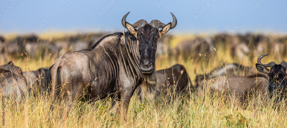 Wildebeests standing in the savannah. Great Migration. Kenya. Tanzania. Maasai Mara National Park. 