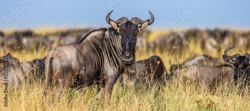 Canvas Print Wildebeests standing in the savannah