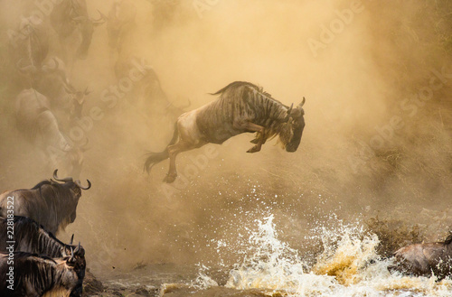 Konstfotografi Wildebeest is jumping to the Mara River