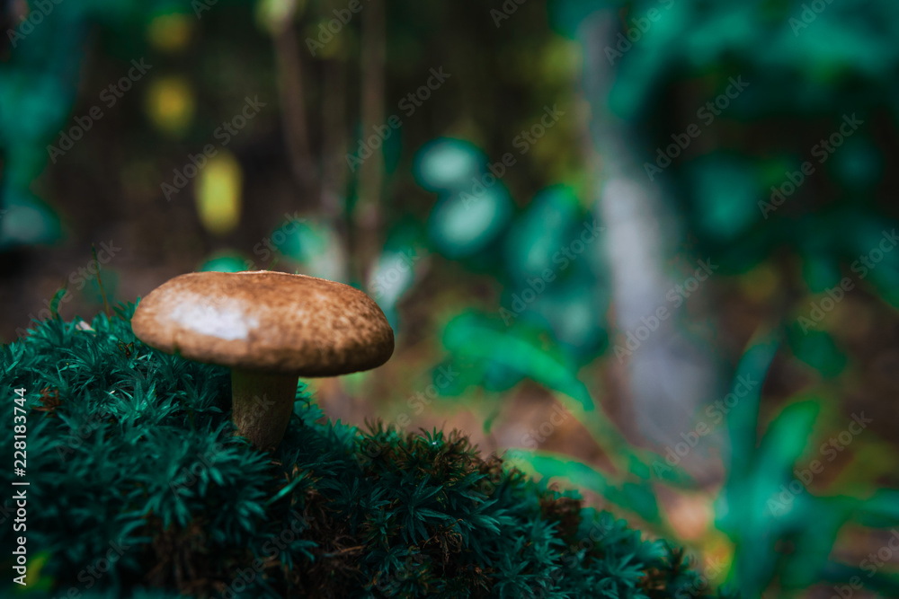 small mushrooms in the forest on green moss in the rays of sunlight close up small mushrooms in the forest on green moss in the rays of sunlight close up