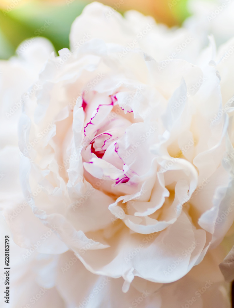 Fototapeta premium white peony flower bud, close-up, background