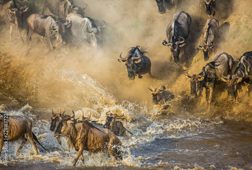 Photography Wildebeests are crossing  Mara river