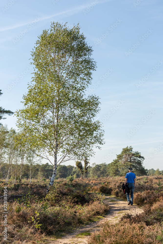 Vertically framed solitary retiree on a meandering walking path through a moorland landscape passing a birch tree