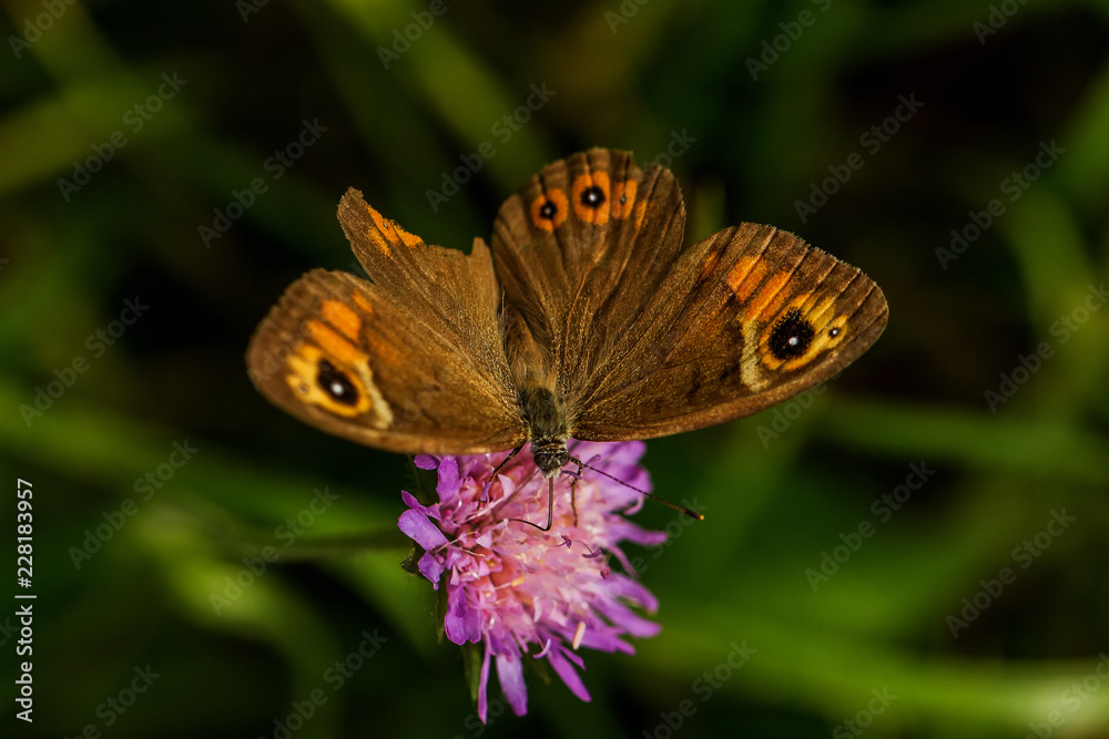 Fototapeta premium Mauerfuchs