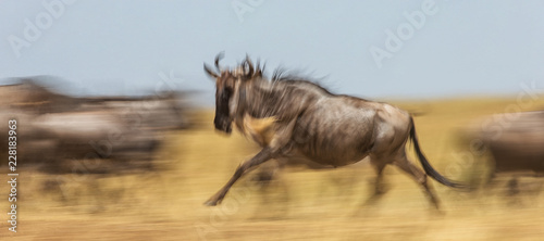 Wildebeests running through the savannah. Great Migration. Kenya. Tanzania. Maasai Mara National Park. 