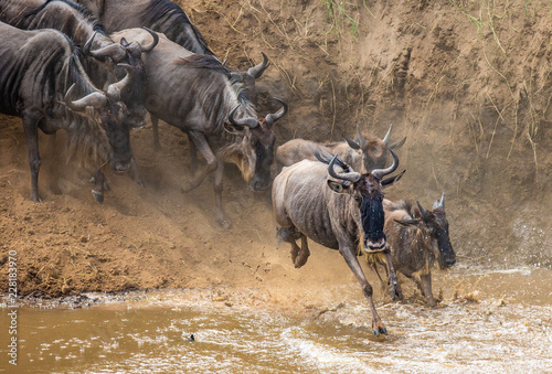 Wildebeests are crossing Mara river. Great Migration. Kenya. Tanzania. Maasai Mara National Park. 