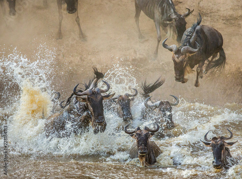 Wildebeests are crossing  Mara river. Great Migration. Kenya. Tanzania. Maasai Mara National Park. An excellent illustration.