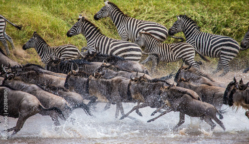Wildebeests and zebras are running across a small river. Great Migration. Kenya. Tanzania. Maasai Mara National Park. © gudkovandrey