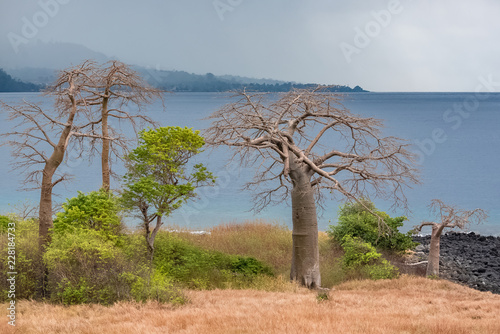 Fototapeta Naklejka Na Ścianę i Meble -  Sao Tome and Principe, Lagoa Azul on Sao Tome island, beautiful landscape with baobab trees 
